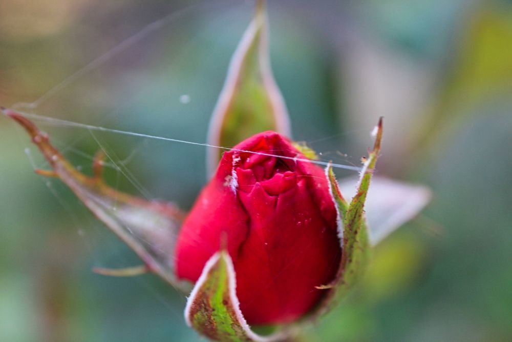 Photograph by Sandor Zoltan Gal