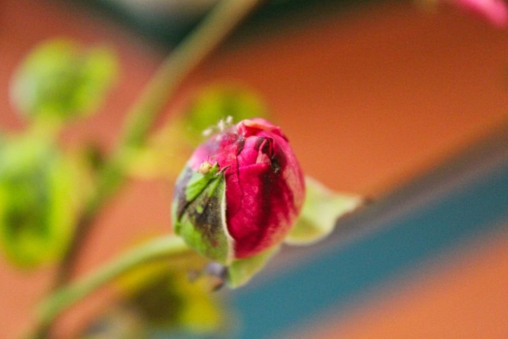 Photograph by Sandor Zoltan Gal