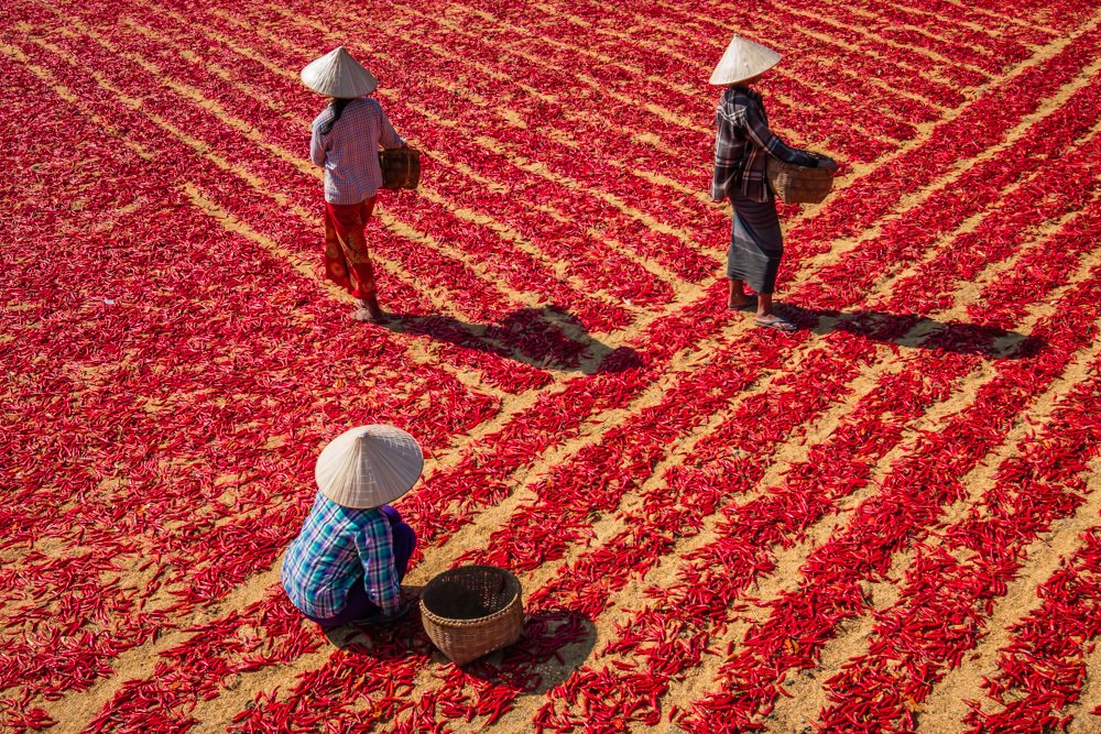Red Hot Chili Picker