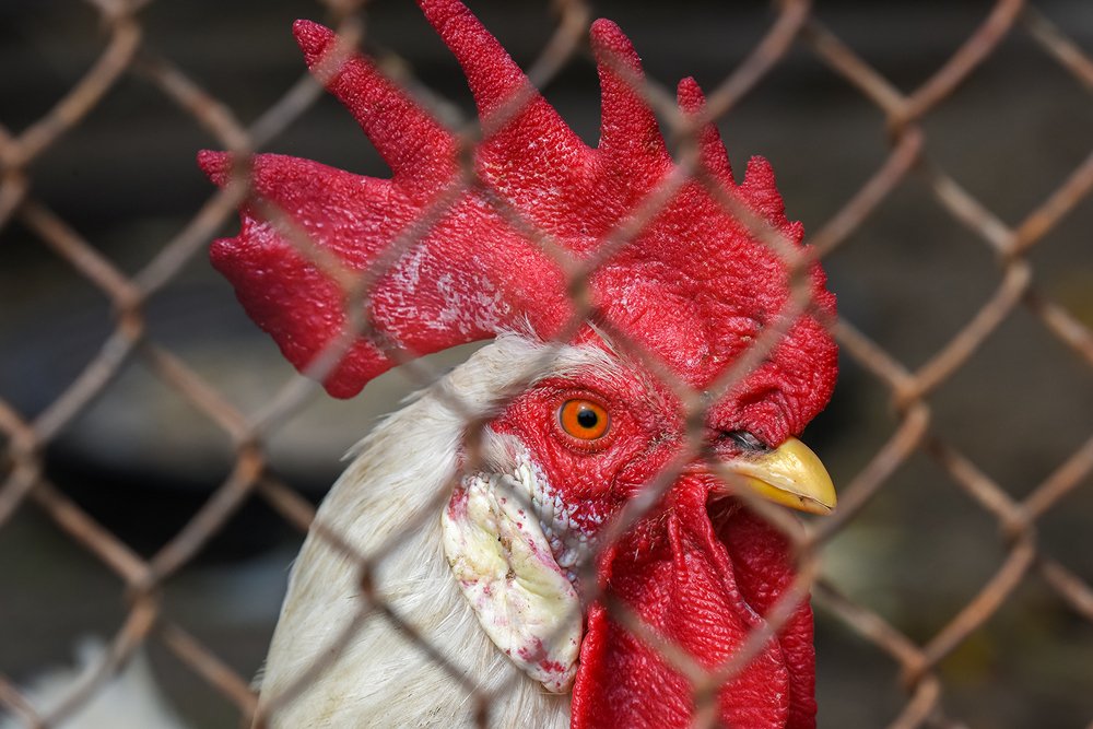Фотография автора Владимир Пронин