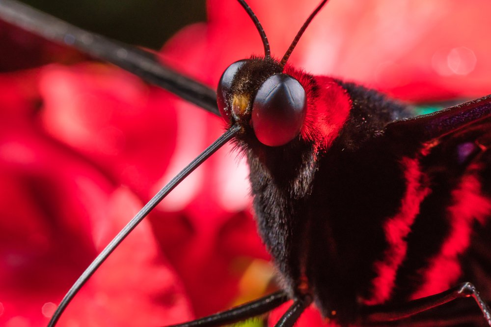 Photograph by Khaffizzul Abdullah