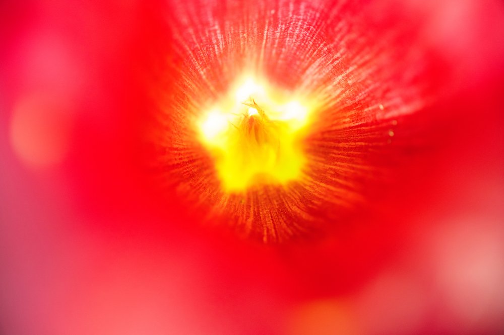 Photograph by Khaffizzul Abdullah