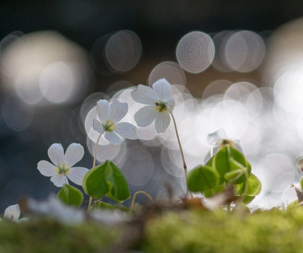 Весенние цветы