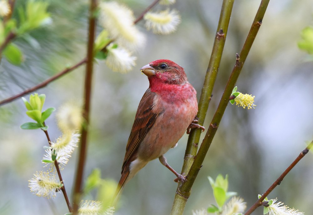 Чечевица - красный воробей