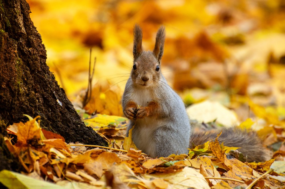 Осенний портрет