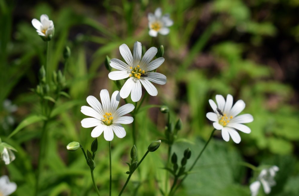 Полевые цветочки