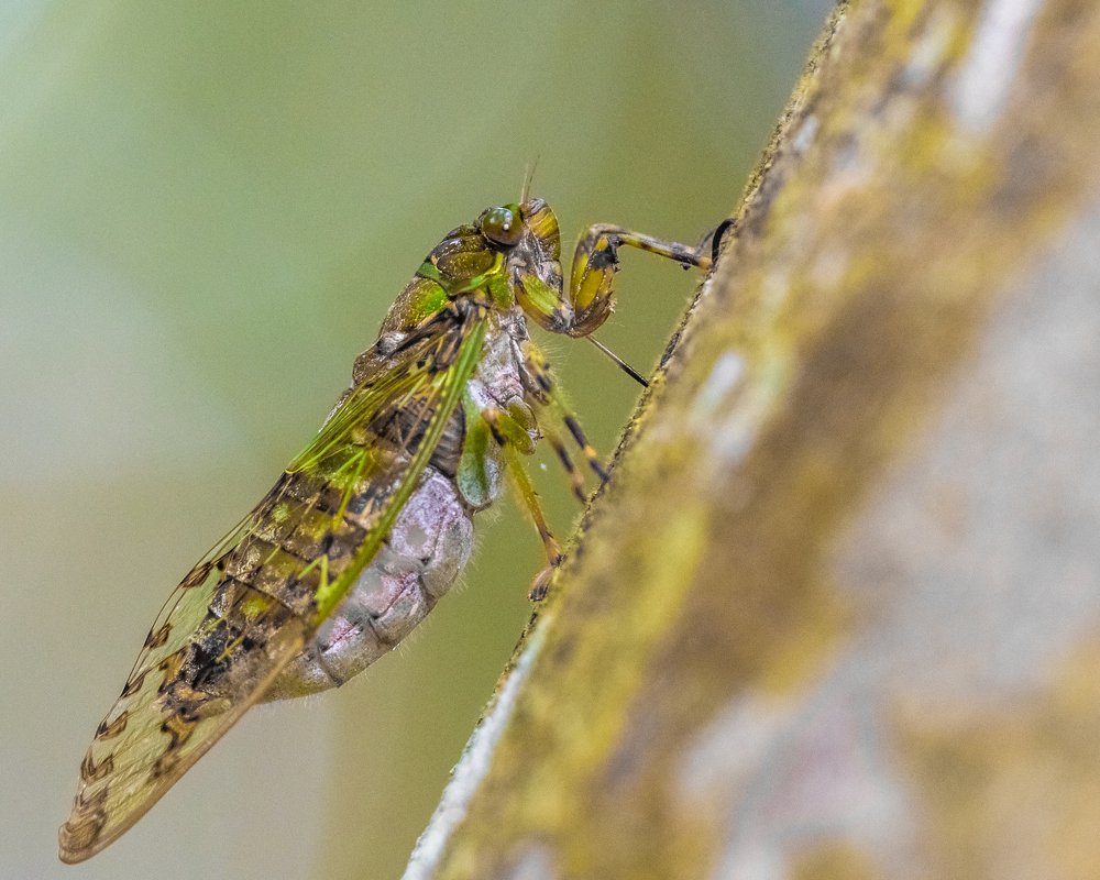 Photograph by Photons Reflectitur