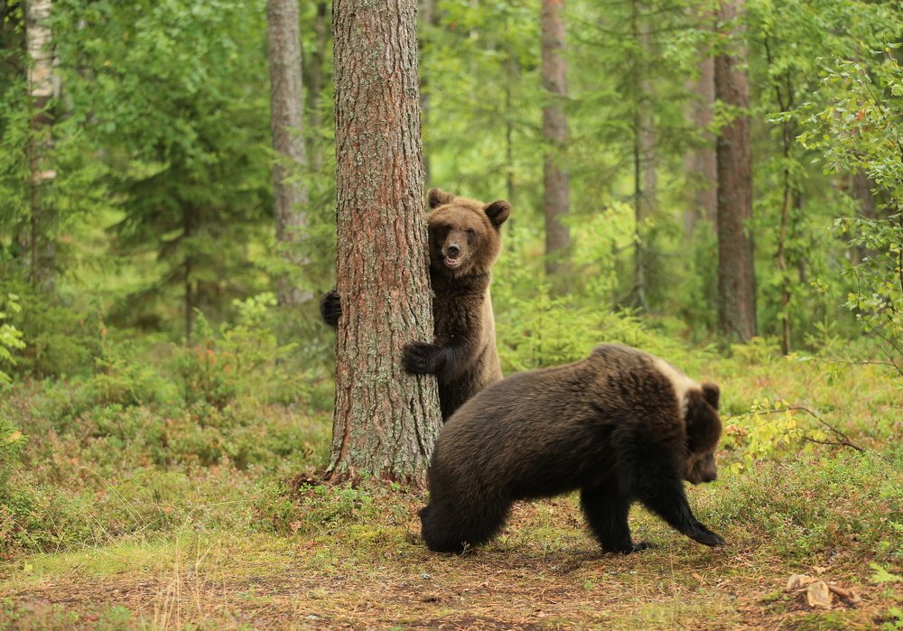 Фотография автора Юрий Кетель