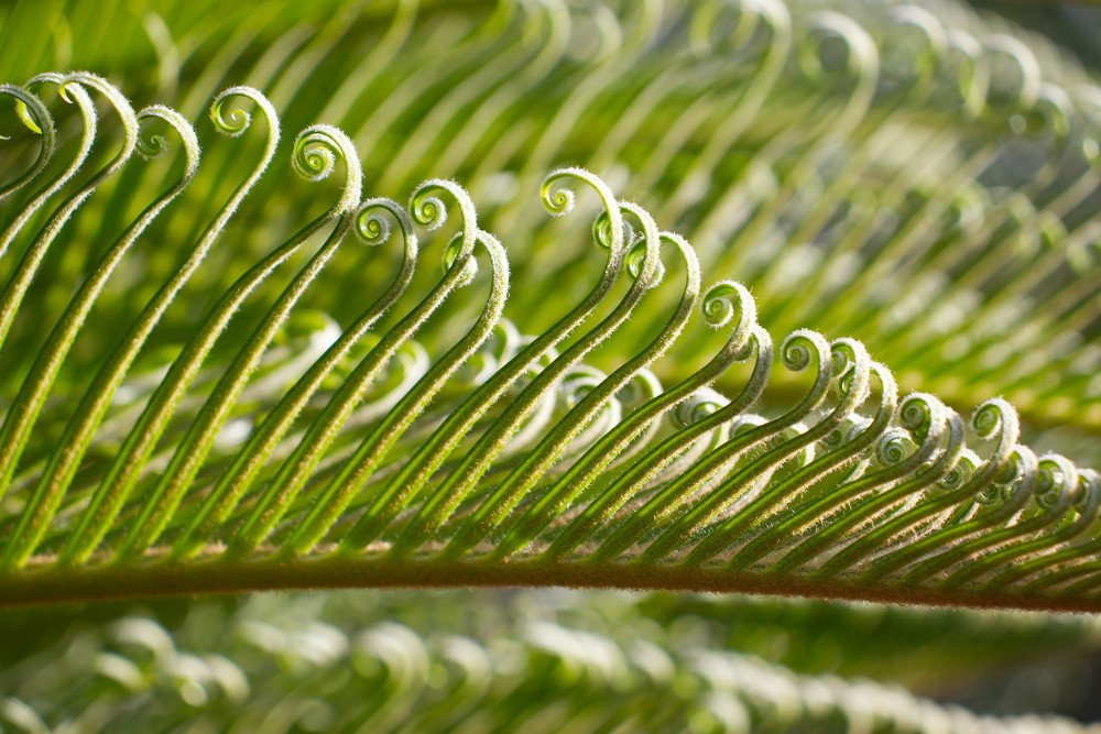 Cycas revoluta tree