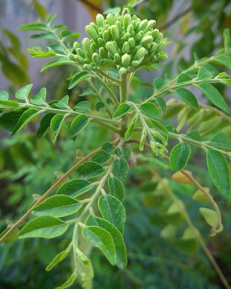 Фотография автора Ankur Kundu