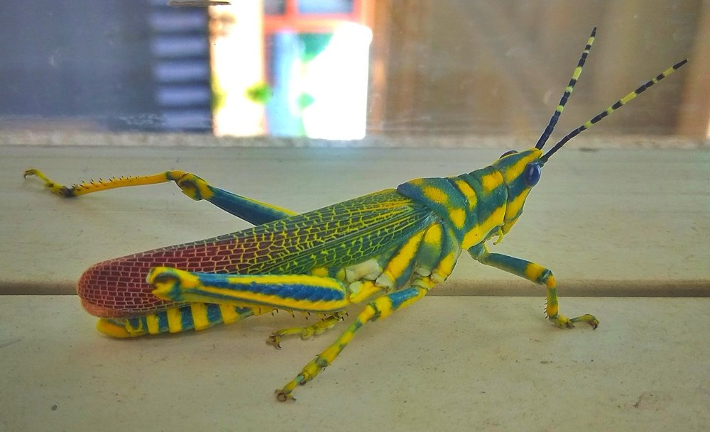 Фотография автора Ankur Kundu