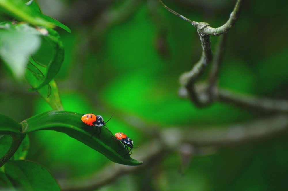 Photograph by Nazmus Saadat Sakib