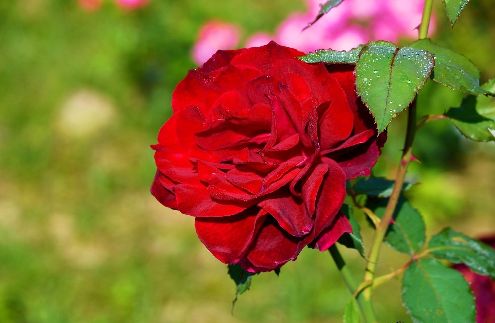 Photograph by Nazmus Saadat Sakib