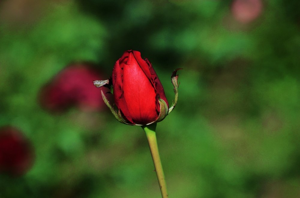 Photograph by Nazmus Saadat Sakib