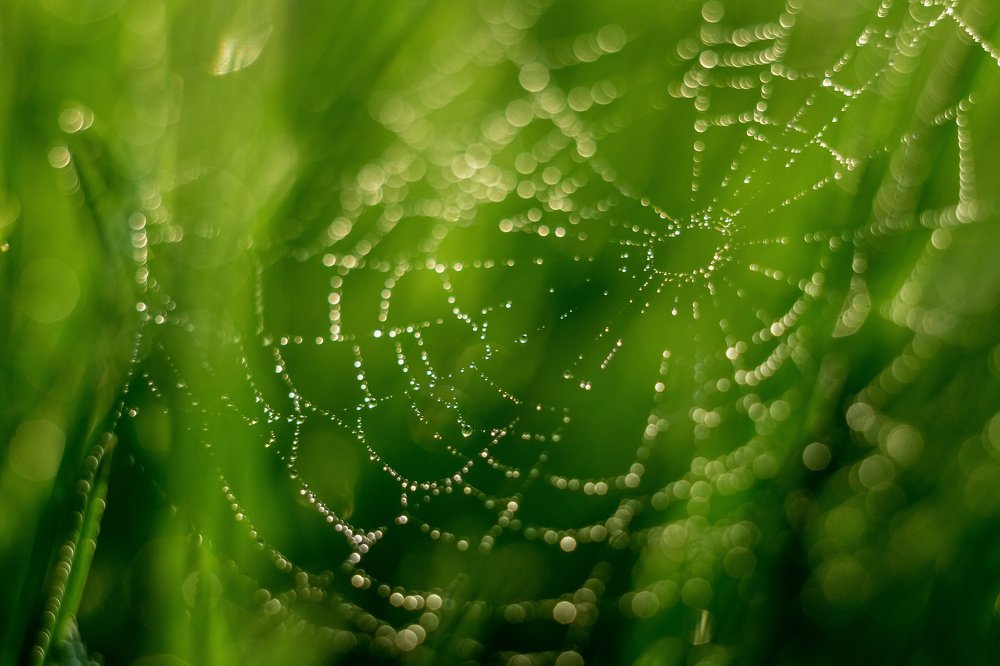 Photograph by Александр Шелегов