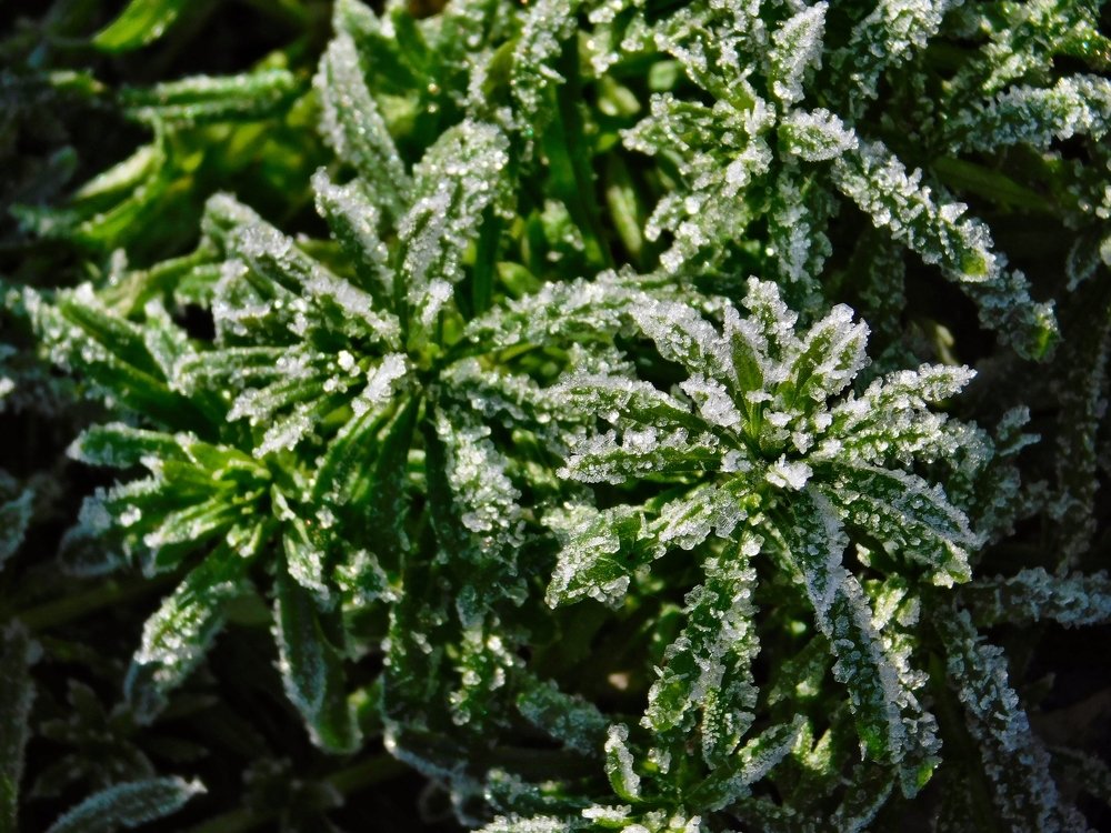 Photograph by Чкареули Светлана