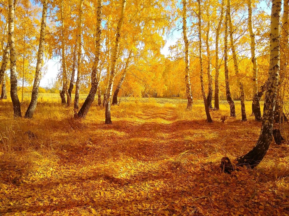 Золотая осень.