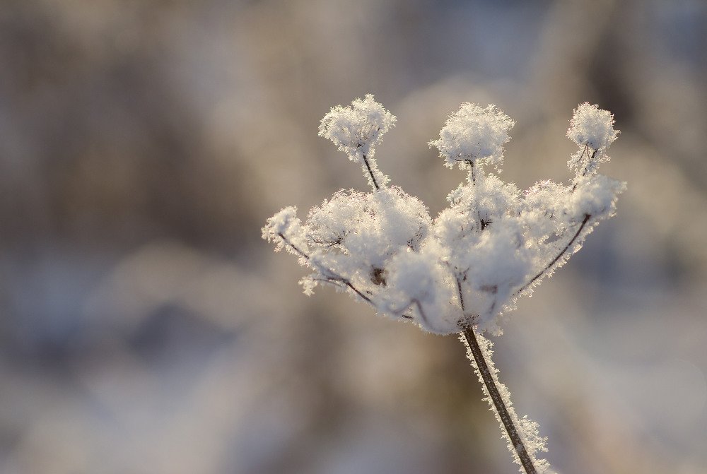 Photograph by Александра Шайдурова