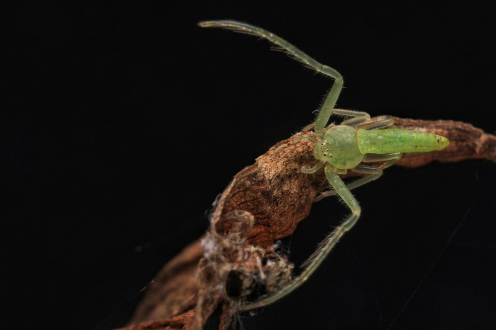 Фотография автора Y.P Agung