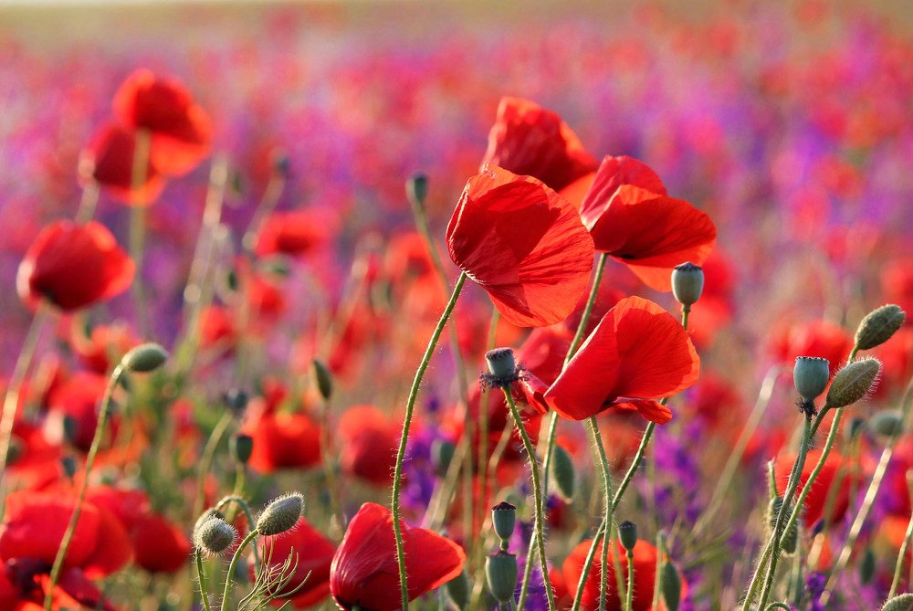 Photograph by Наталия Васильева