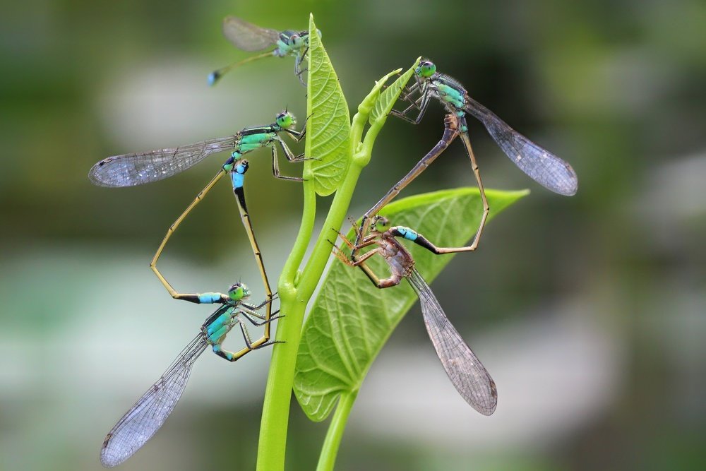 Фотография автора Y.P Agung