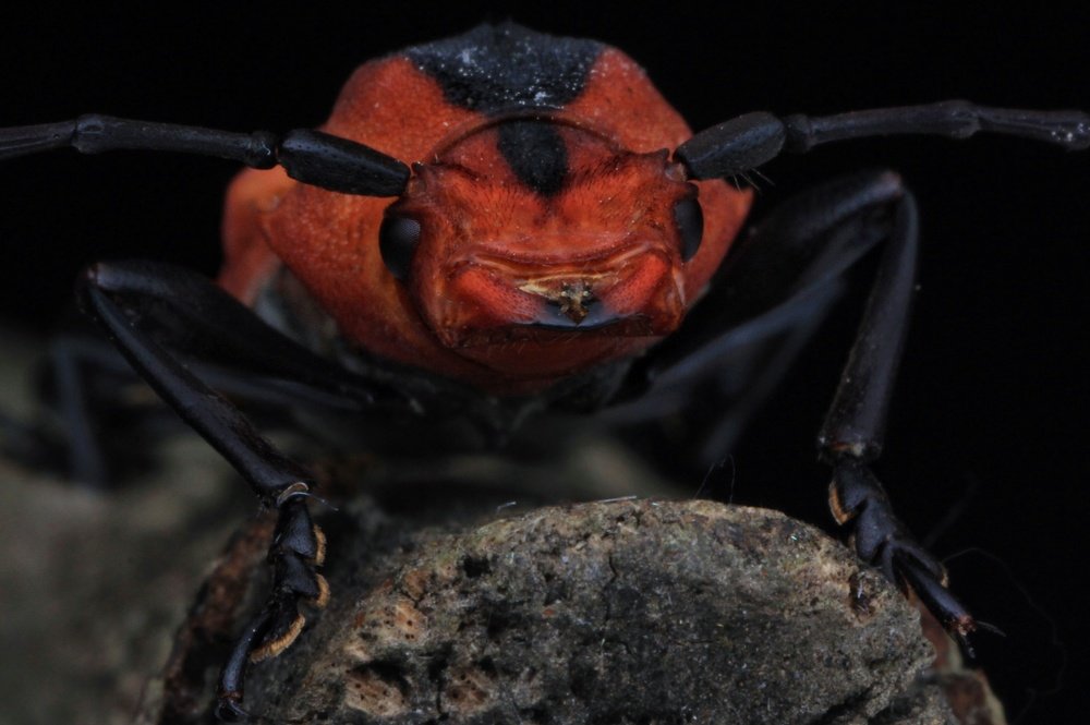 Фотография автора Y.P Agung