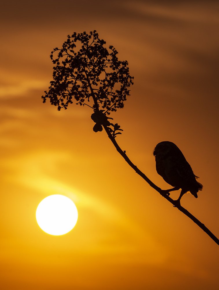 Sunset Owl