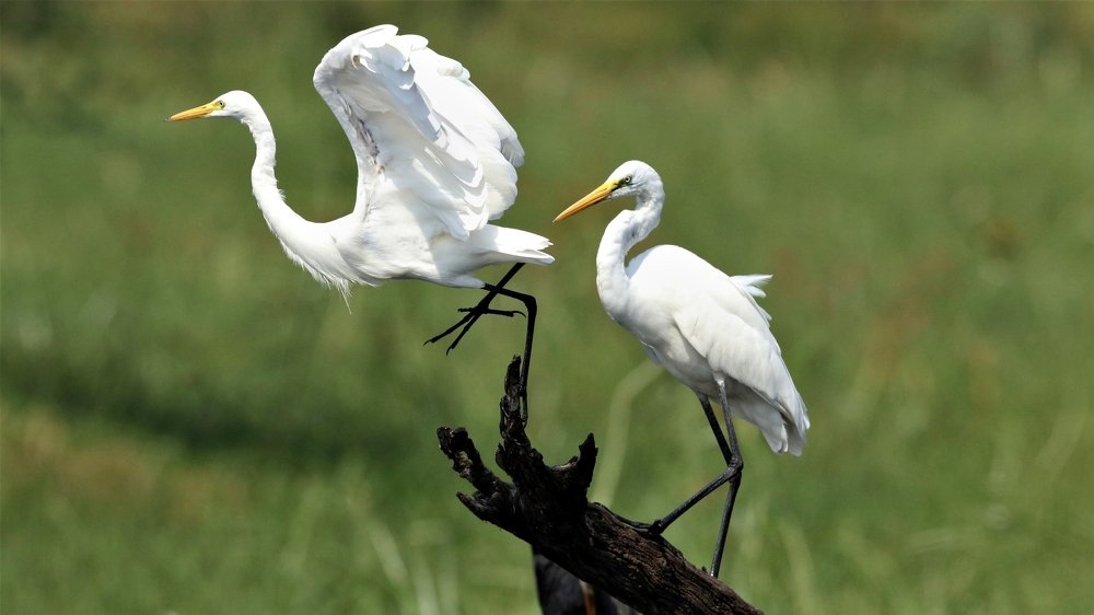 Photograph by VIVEK JOSHI