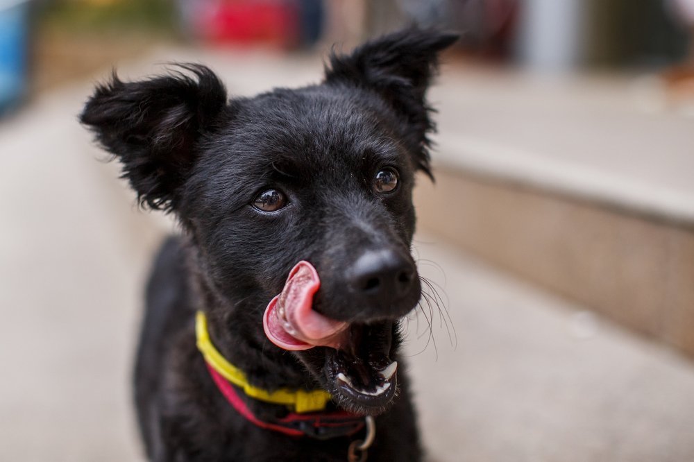 Photograph by Oana Goanga