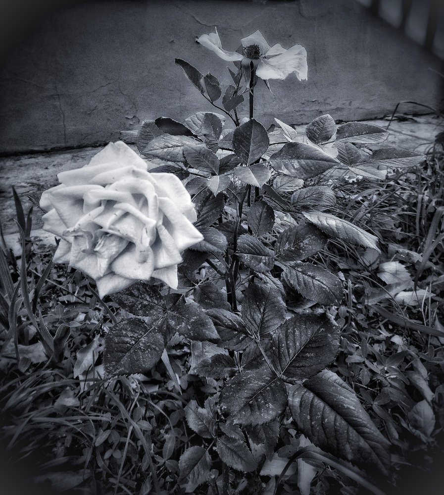 Photo #3705631