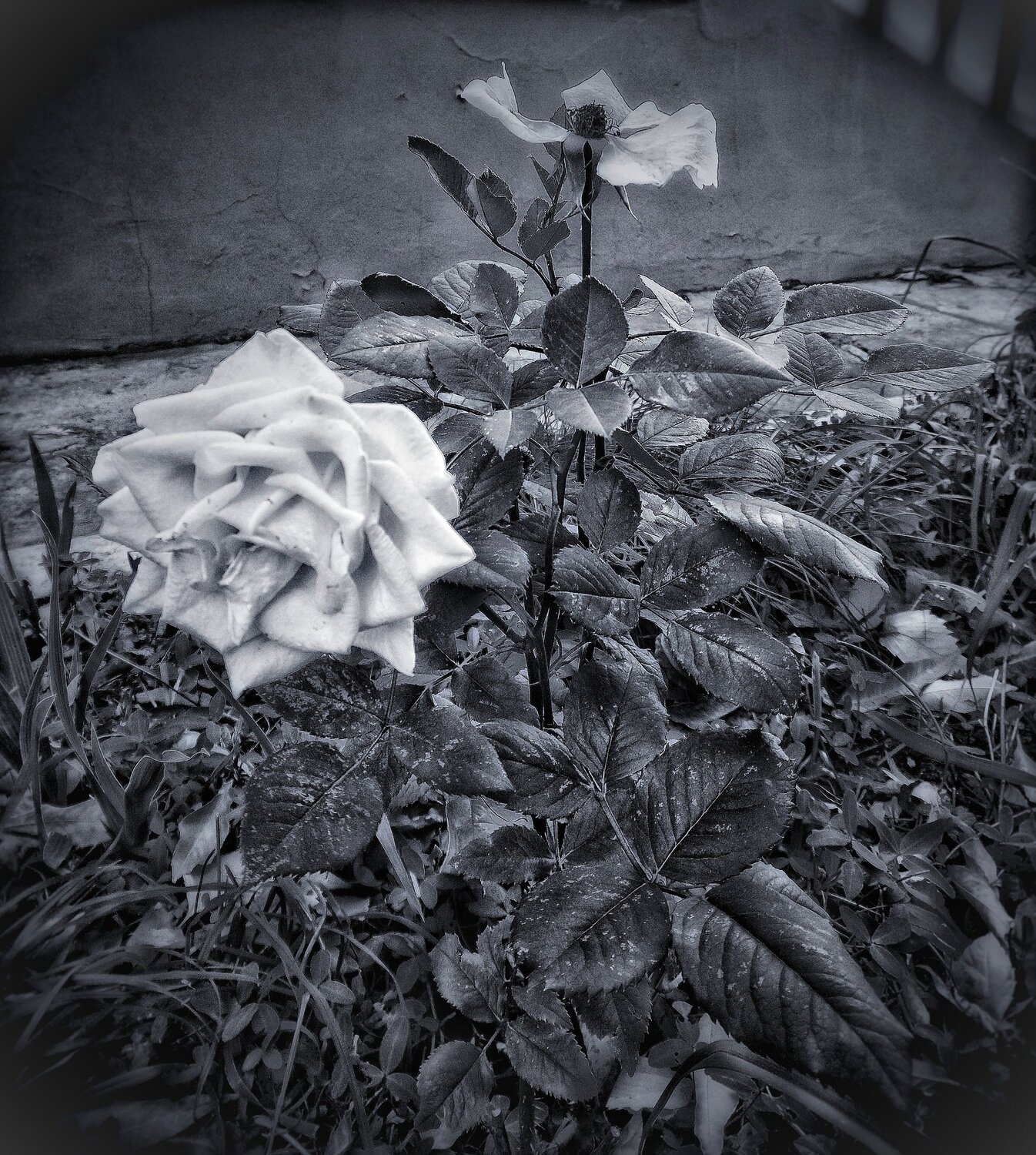 Photo #3705631