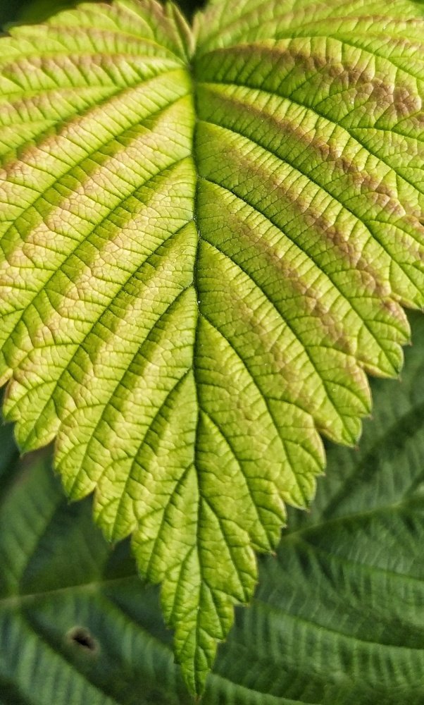 Фотография автора Наталья Алексеева