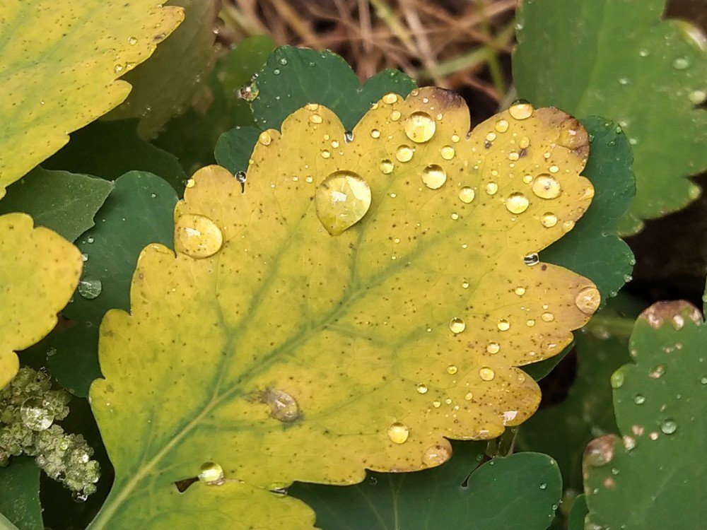 Фотография автора Наталья Алексеева