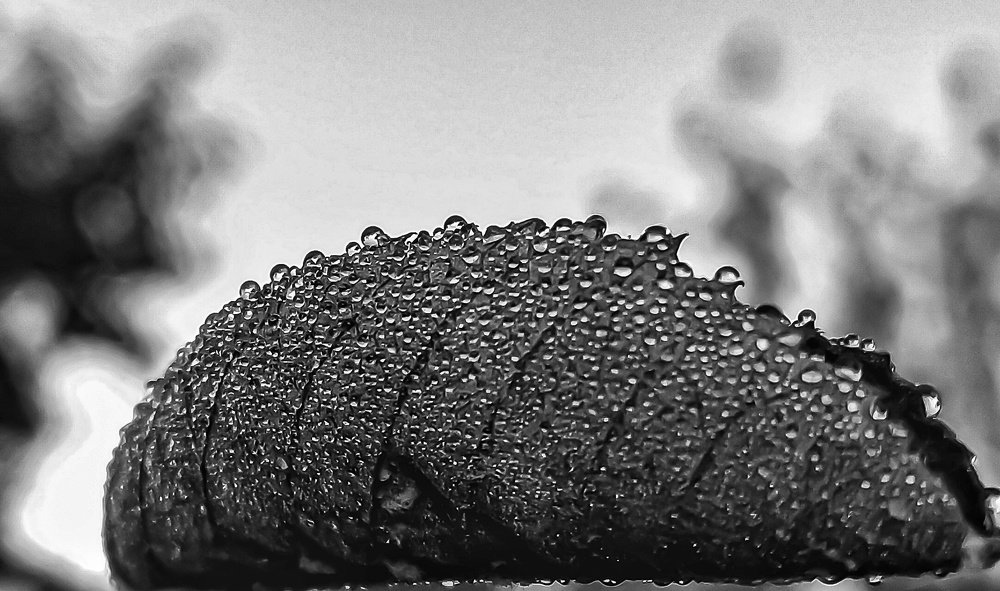 Фотография автора Наталья Алексеева