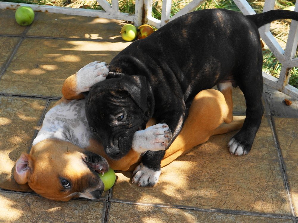 Поделись яблоком Гурман...!