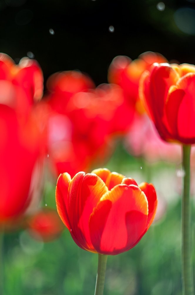 Photograph by Светлана Филипеня