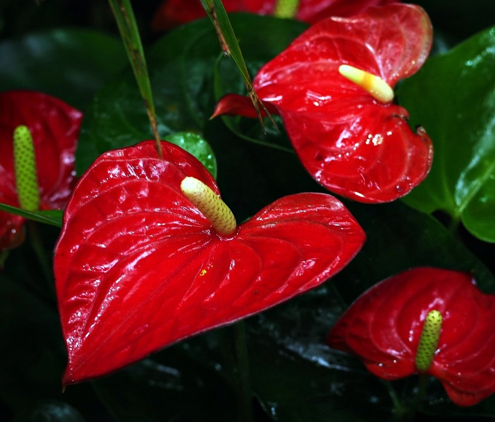 Nature red
