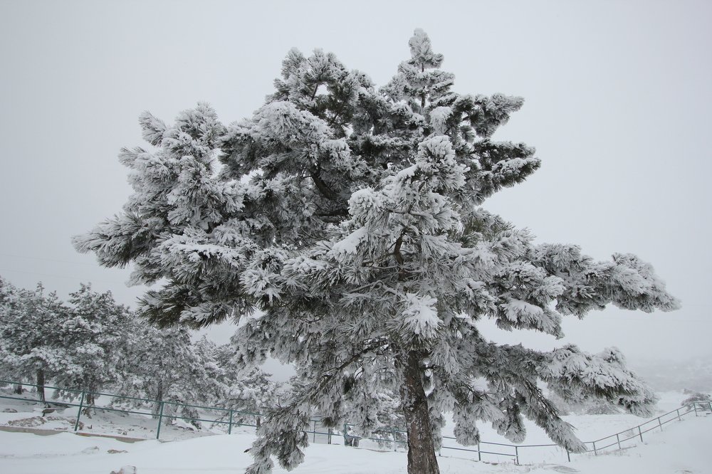 Photograph by Инга Сорокина