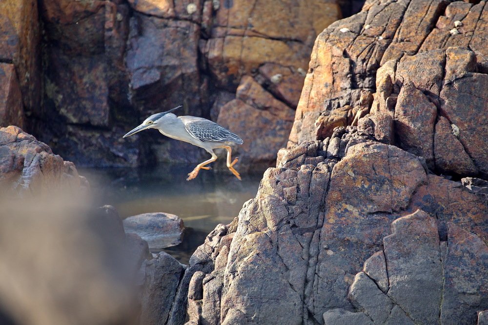 ЛЕТЯЩЕЙ ПОХОДКОЙ