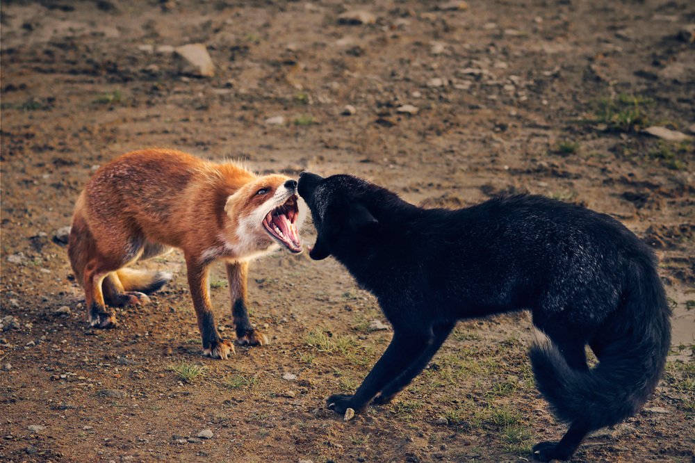 Photograph by Артём Белошицкий