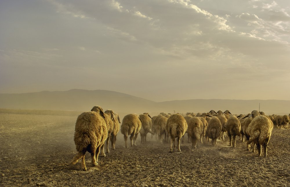 Photograph by Mohammad Hadi Riahi