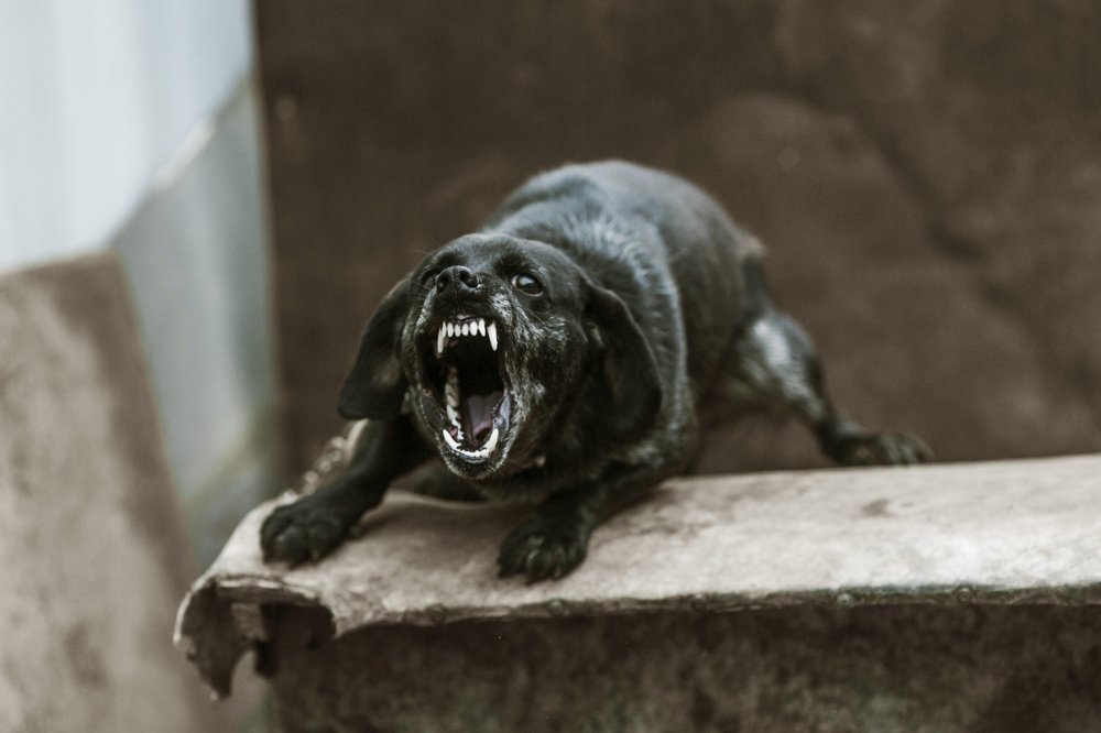 непрошеный гость