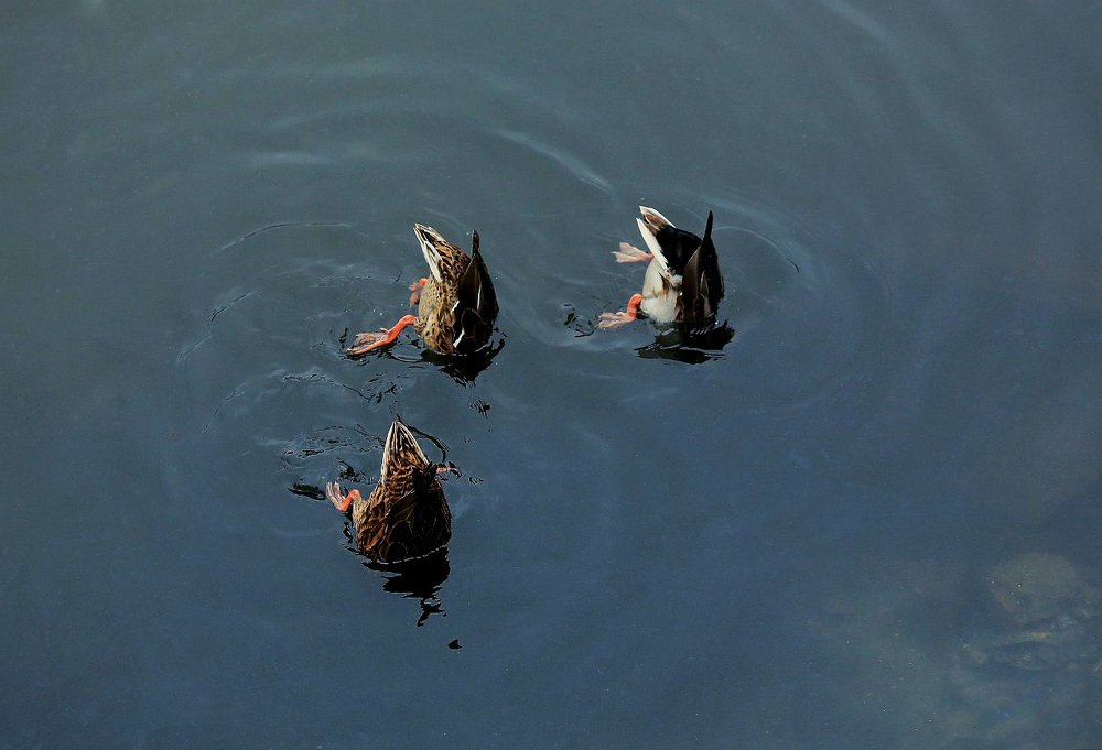 Синхронное плавание