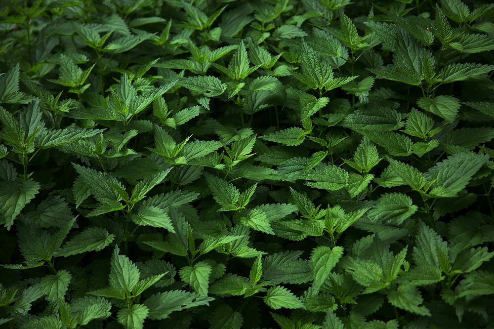 Жгучая зелёность.