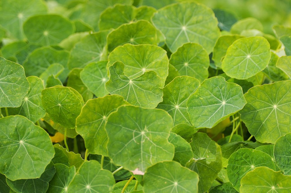 Зелёные локаторы.