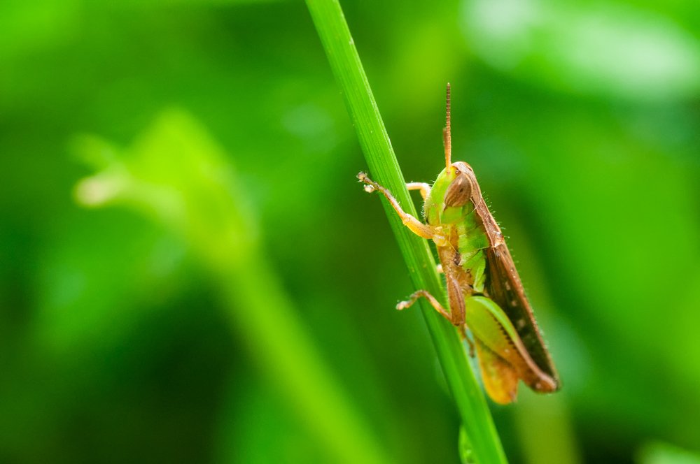 Grasshopper