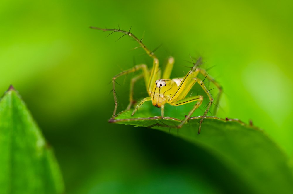Lynx spider