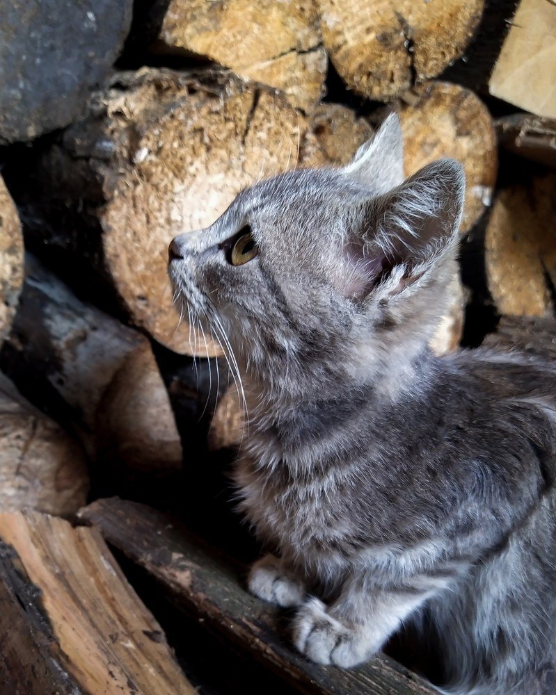 Фотография автора Наталья Алексеева