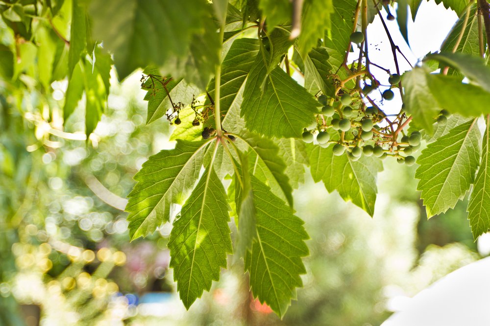 Photograph by Людмила Пак