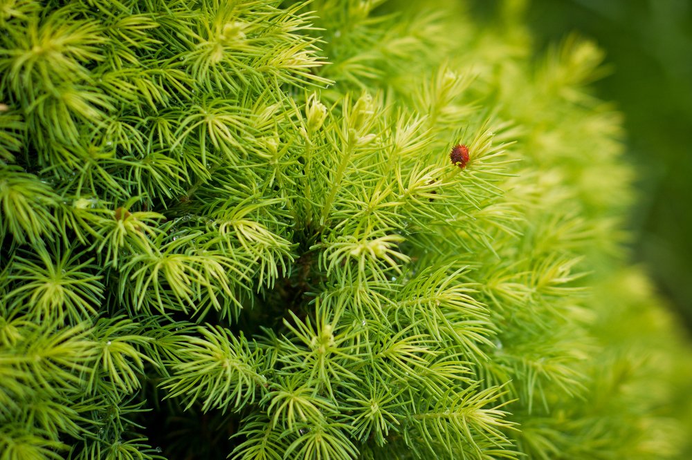 Photograph by Людмила Пак